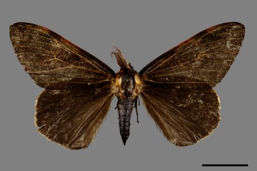 Locharna strigipennis[00045648]