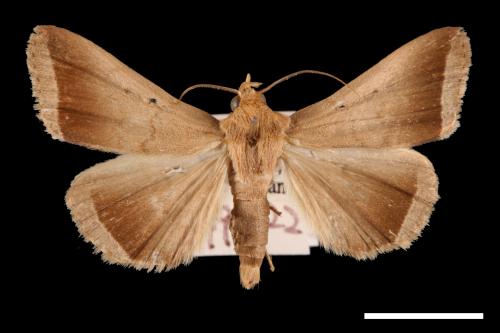 Simplicia bimarginata[00011371]