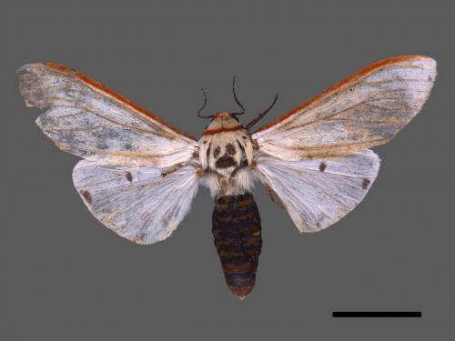 Amsacta lactinea[紅緣燈蛾][00050675]