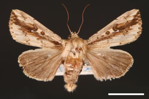 Mythimna sinuosa[00001421]