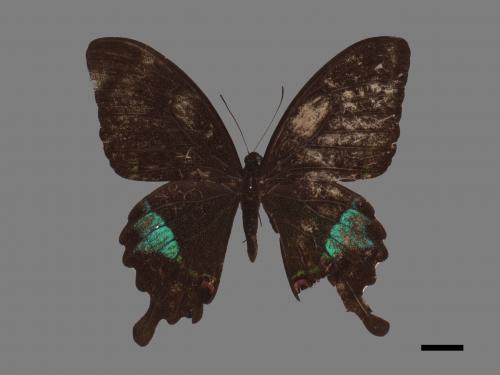 Papilio hermosanus[琉璃紋鳳蝶][00027536]