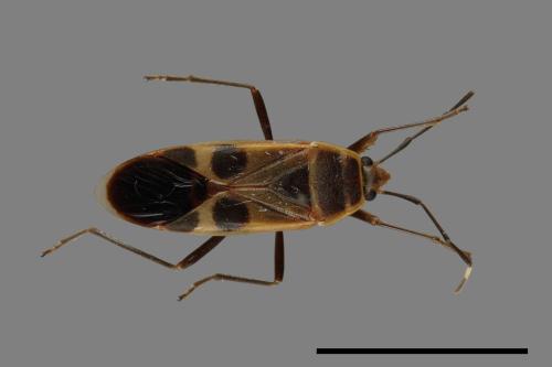 Physopelta gutta[大星椿象][00049753]