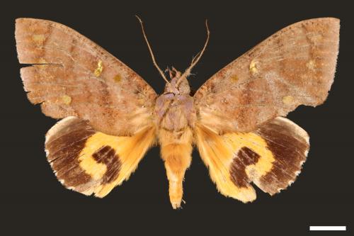 Othreis fullonia[凡艷葉夜蛾][00005090]