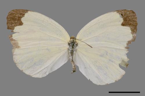 Eurema blanda arsakia[臺灣黃蝶][00014392]