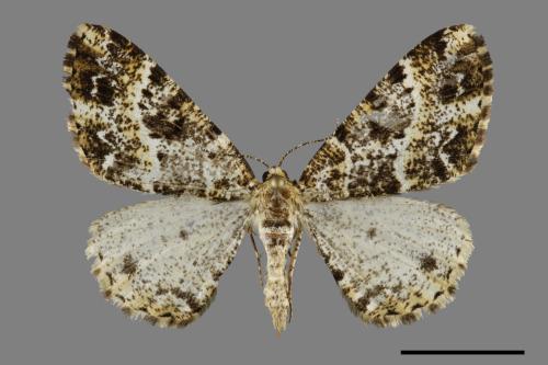 <已分類>Family：Geometridae[尺蠖蛾科][00091558]