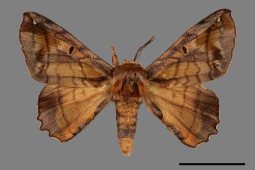 Prismosticta fenestrata[小窗蠶蛾][00056576]