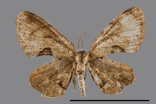 Phazaca alikangensis[里港圓翅雙尾蛾][00045389]
