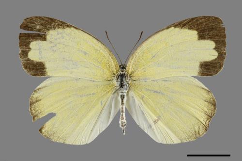 Eurema hecabe hobsoni[荷氏黃蝶][00102267]