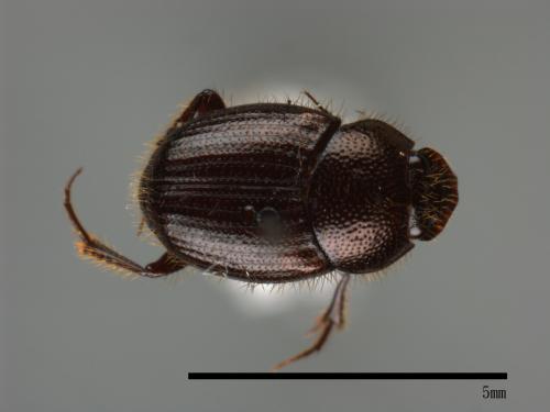 Onthophagus hsui[00046216]