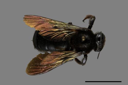 Xylocopa tranquebarorum[銅翼眥木蜂][00079454]