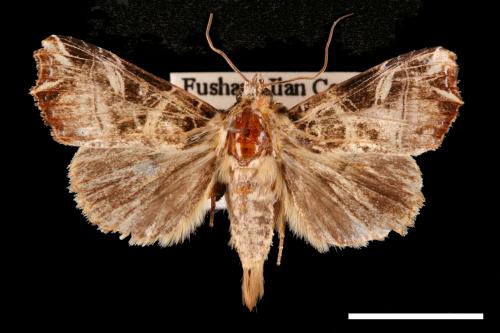 Callopistria repleta[紅暈散紋夜蛾][00002522]