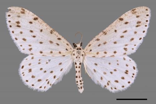 Xenoplia trivialis[胡麻斑星尺蛾][00019377]