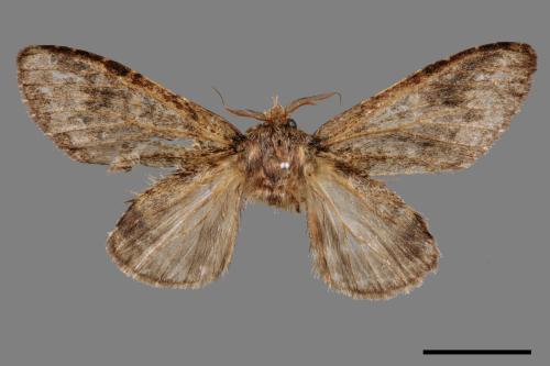 Syntypistis umbrosa[齒紋跨白舟蛾][00042088]
