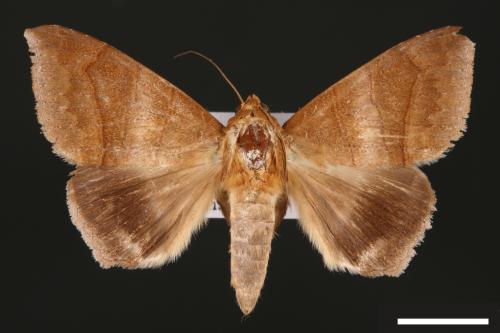 Dysgonia amygdalis[00030911]