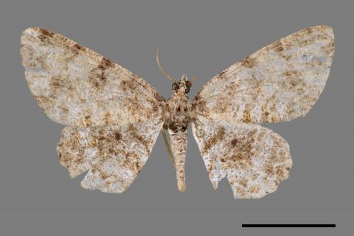 <已分類>Family：Geometridae[尺蠖蛾科][00038732]