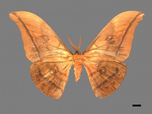 Antheraea yamamai superba[大透目天蠶蛾][00016210]