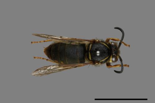 Vespula flaviceps[細黃胡蜂][00073136]