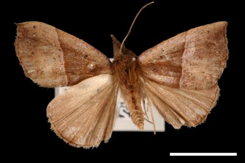 Hypena iconicalis[00009796]