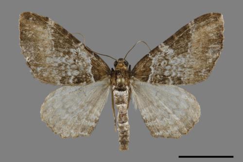 Melanthia catenaria mesozona[小串珠波尺蛾][00093270]