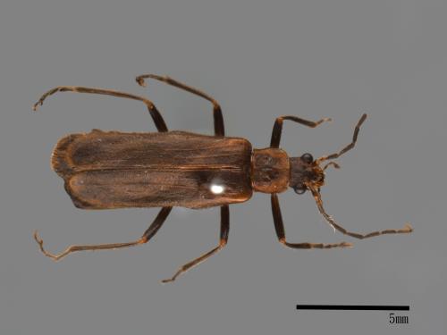 <已分類>Family：Cantharidae[菊虎科][00049028]