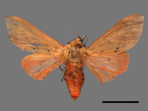 Spilarctia wilemani[褐赭污燈蛾][00051963]