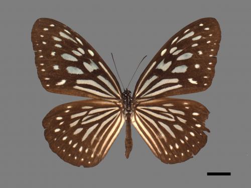 Ideopsis similis[琉球青斑蝶][00061529]