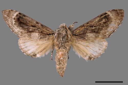 Fentonia baibarana[平紛舟蛾][00045806]