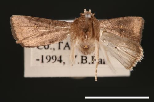 Athetis cognata[00003256]