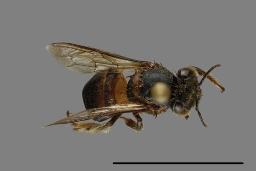 <已分類>Family：Apidae[蜜蜂科][00074902]