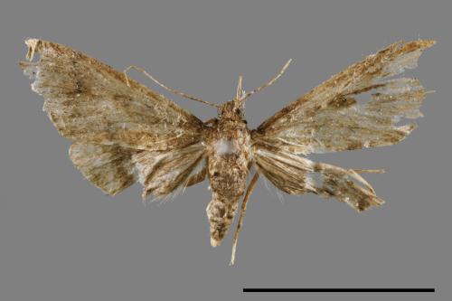 <已分類>Family：Crambidae[草螟科][00065301]