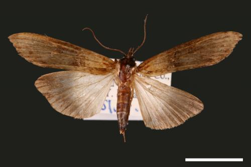 Lophoptera longipennis[00003872]