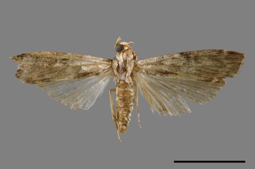 <已分類>Family：Pyralidae[螟蛾科][00067097]