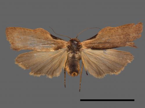 Teulisna tumida[膨圖苔蛾][00047903]