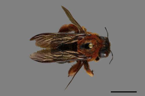 Xylocopa ruficeps[紅胸木蜂][00119298]