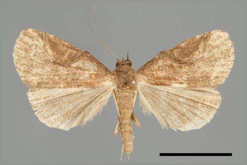 <已分類>Family：Noctuidae[夜蛾科][00011218]