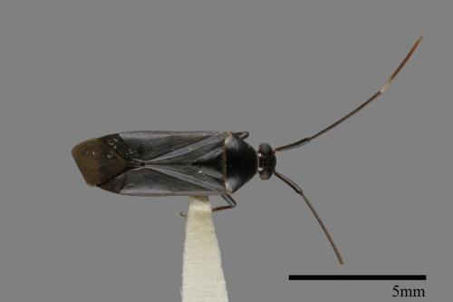 <已分類>Family：Miridae[盲椿象科][00079913]