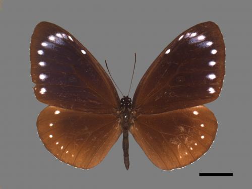 Euploea tulliolus koxinga[小紫斑蝶][00027448]