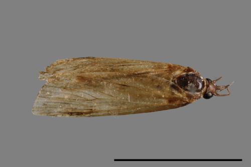 <已分類>Family：Crambidae[草螟科][00021336]
