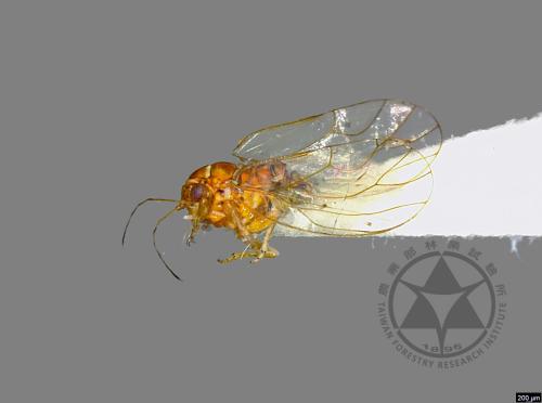 <已分類>Family：Psyllidae[木蝨科][00077104]