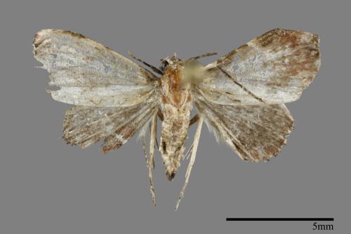 <已分類>Family：Noctuidae[夜蛾科][00093219]