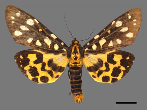 Aglaomorpha histrio formosana[大麗燈蛾][00055075]