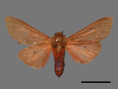 Spilarctia wilemani[褐赭污燈蛾][00044909]