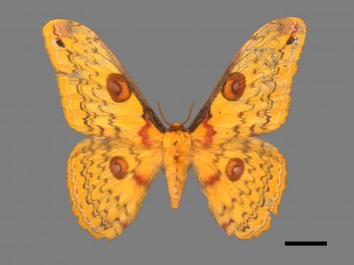 Loepa formosensis[黃豹天蠶蛾][00059947]
