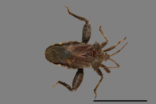 Acanthocoris scaber[瘤緣蝽][00075309]