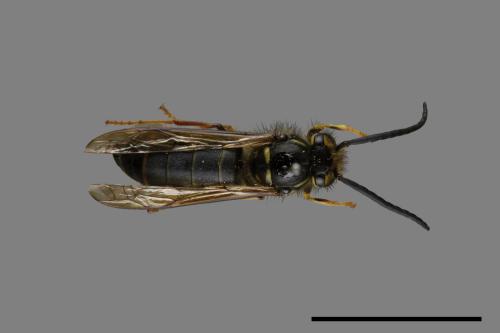 Vespula flaviceps[細黃胡蜂][00073401]