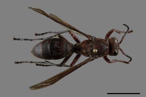 Polistes tenebricosus[赭褐長腳蜂][00117545]