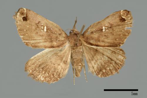 Bertula albipunctata[00010252]