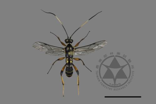 <已分類>Family：Ichneumonidae[姬蜂科][00182737]