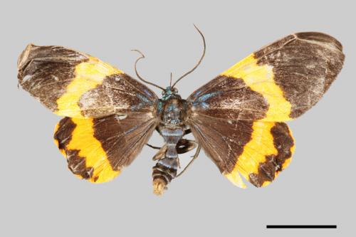Milionia basalis pryeri[橙帶枝尺蛾][00058306]