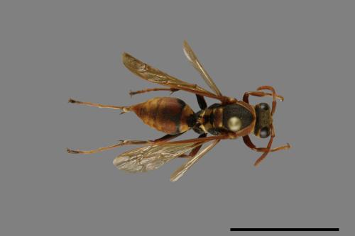 Polistes takasagonus[雙斑長腳蜂][00072727]